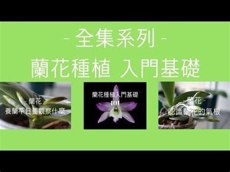 白蘭花 種植|蘭花種植指南：新手必學的蘭花栽培秘訣 